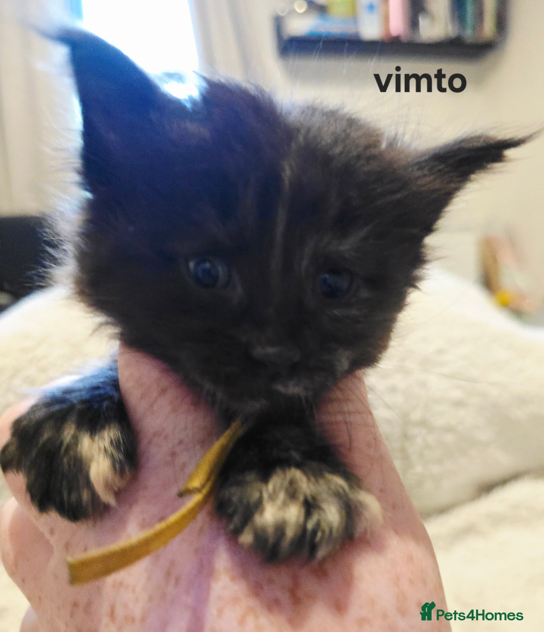 Maine Coon cats for sale: Maine Coon Kittens Tortie/Torbie Russian lines - Image 13