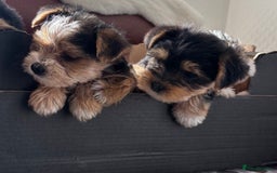 Mixed Breed dogs for sale: Yorkshire terrier/Jack Russell - Image 5