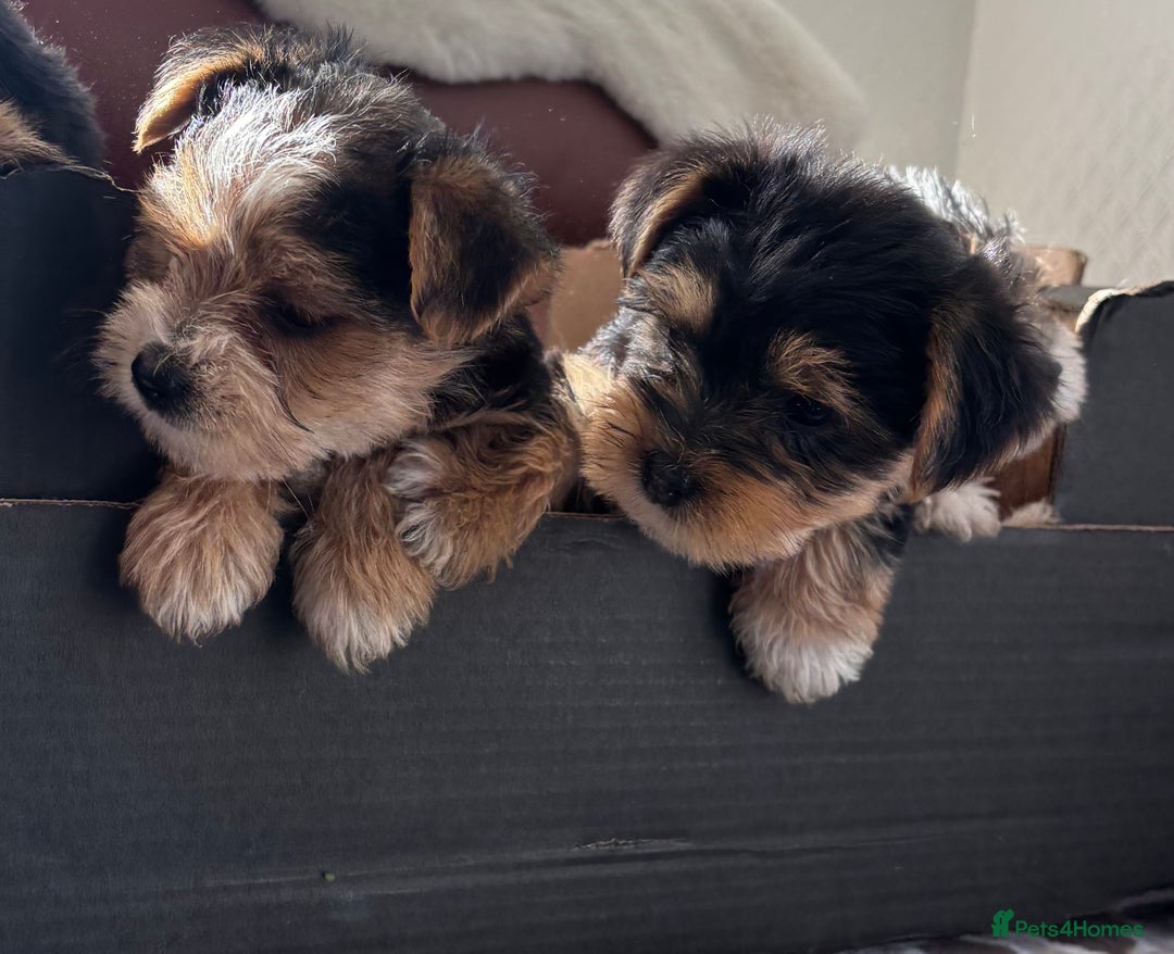 Mixed Breed dogs for sale: Yorkshire terrier/Jack Russell - Image 5