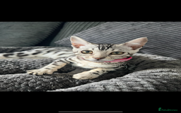 Bengal cats for sale: Female bengal needing her forever home  - Advert 8