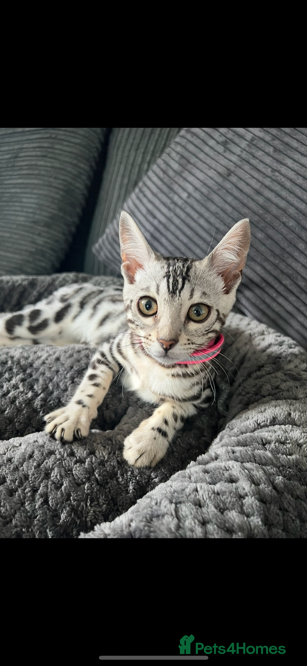 Bengal cats for sale: Female bengal needing her forever home  - Advert 8