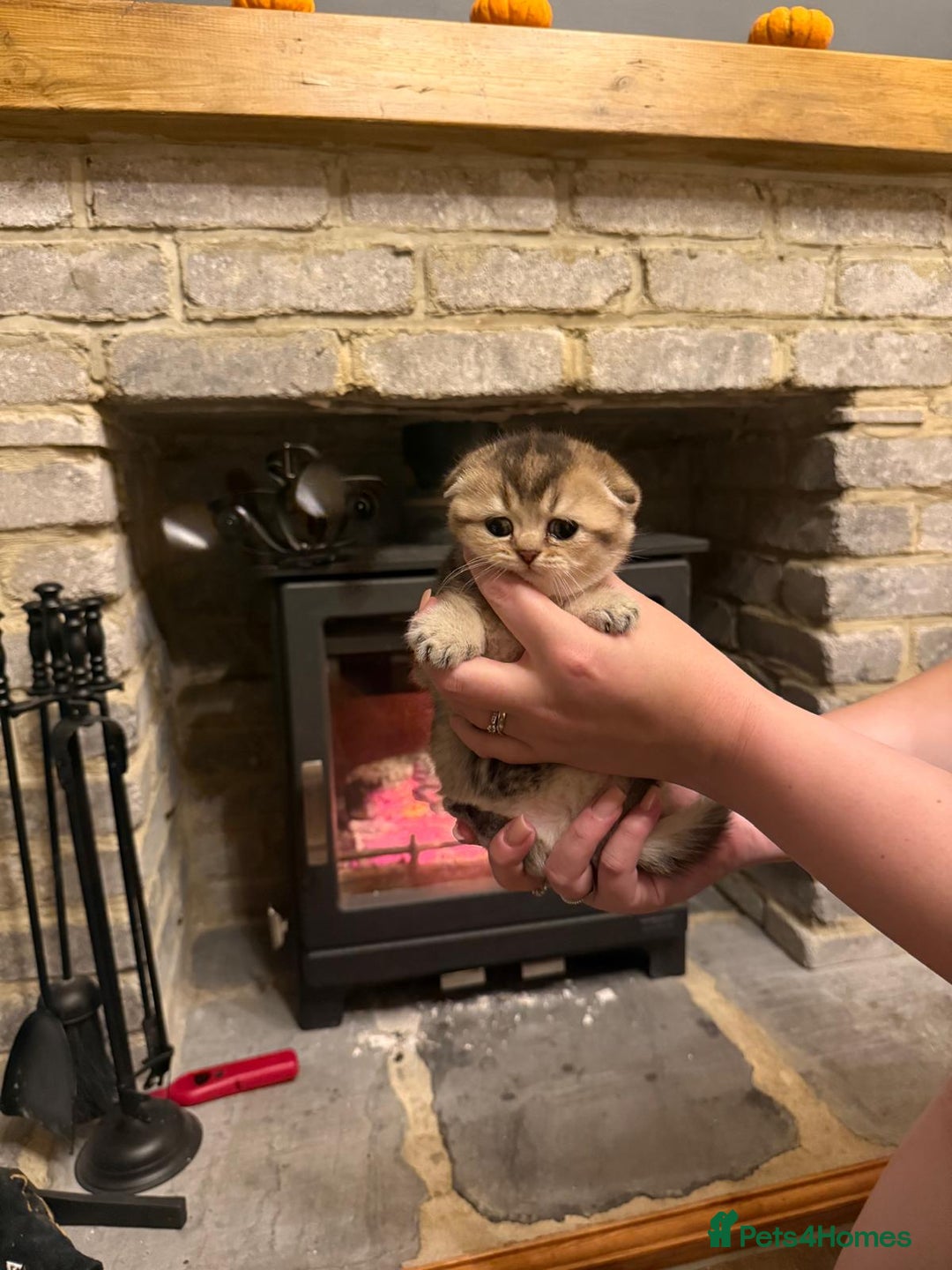 Scottish Fold cats for sale: Gorgeous Scottish Fold Kitten  - Advert 3