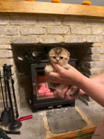 Scottish Fold cats Gorgeous Scottish Fold Kitten - Advert 3