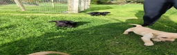 Labrador Retriever dogs for sale: Labrador pups  in Inverurie - Advert 16