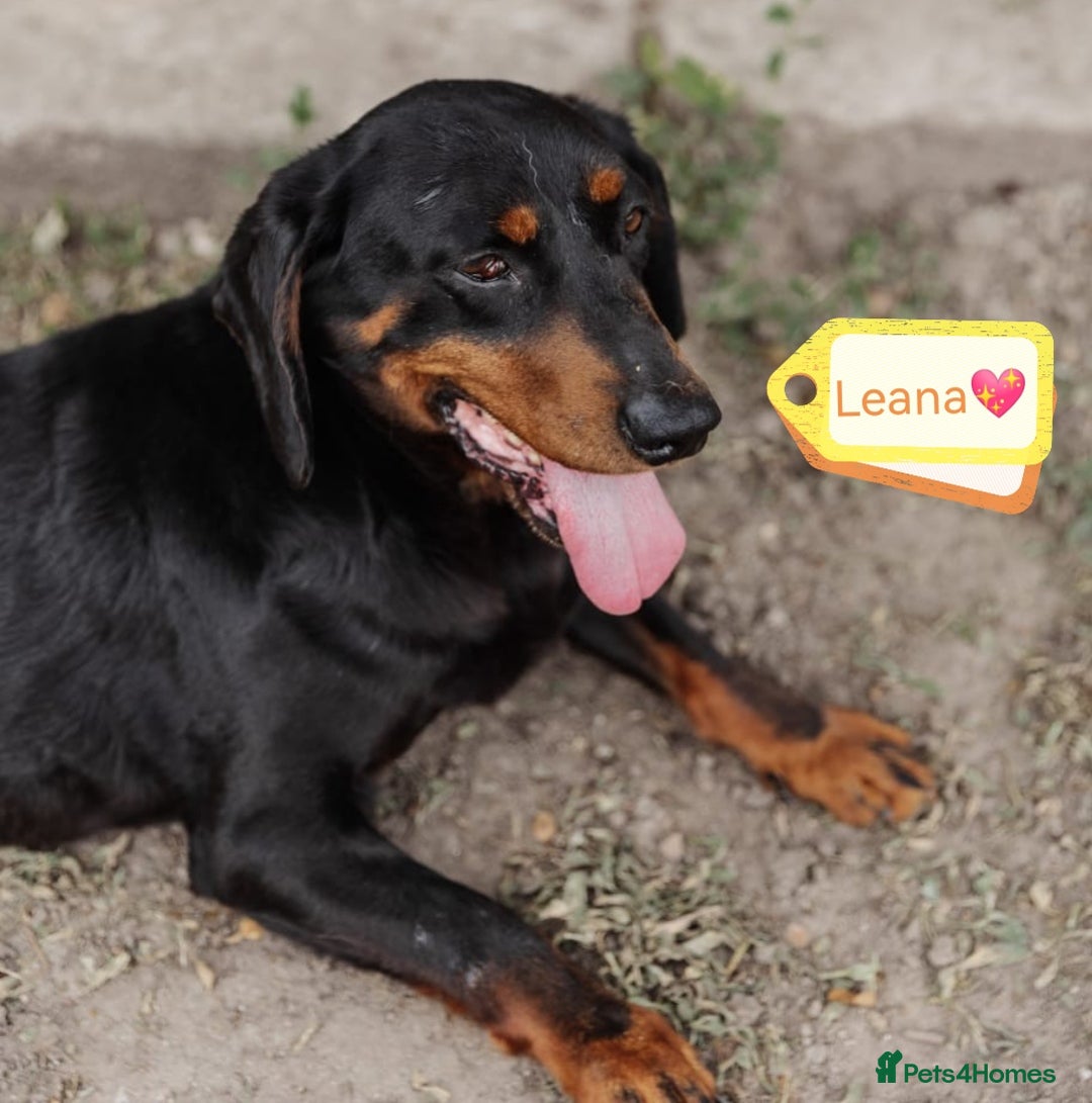 Mixed Breed dogs for adoption: 💖🐶 LEANA 🐶💖 - Image 2