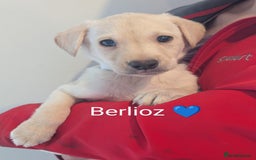 Labrador Retriever dogs for sale: KC Reg, Champion lines Drakeshead in pedigree  - Image 29
