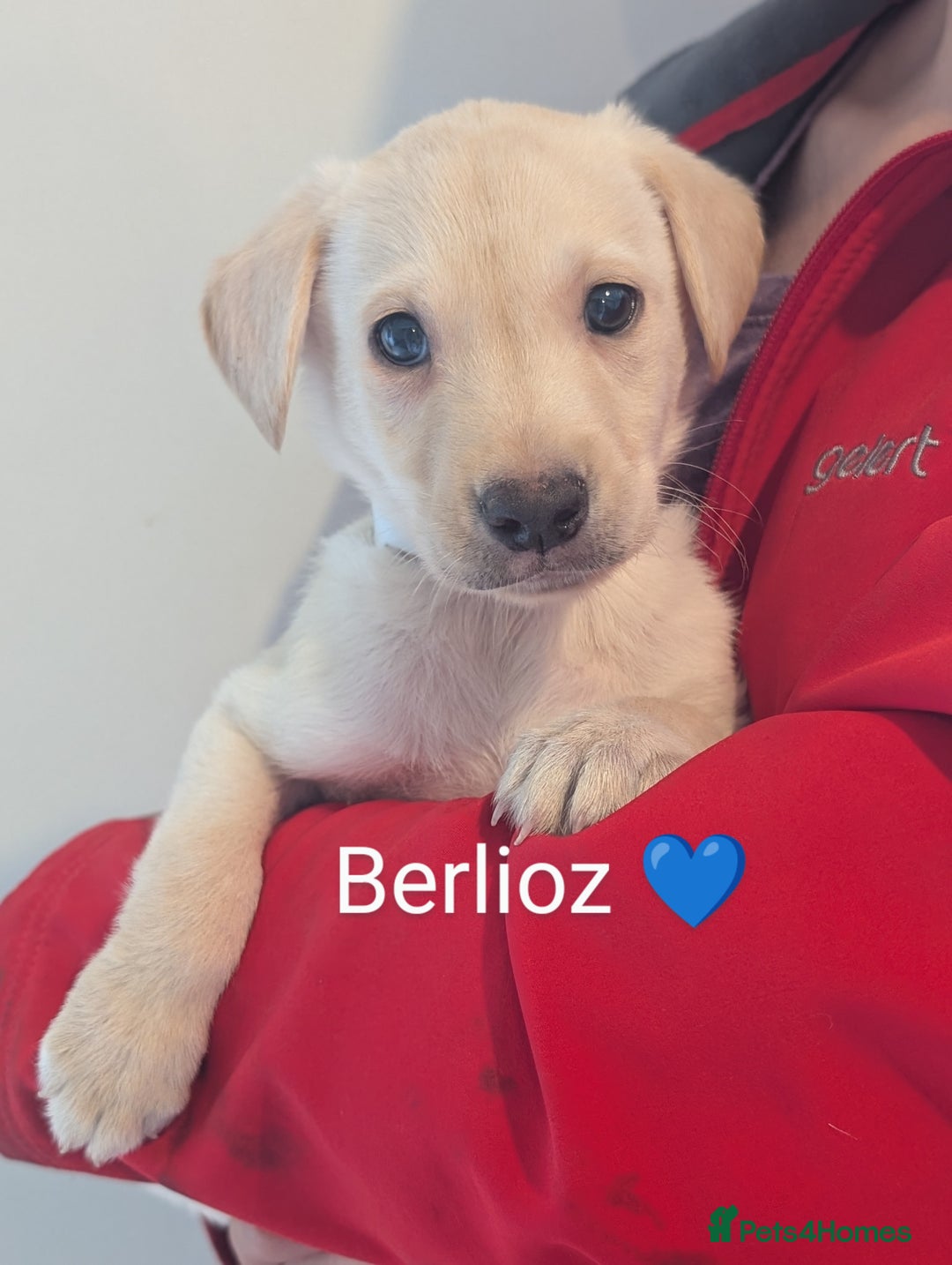 Labrador Retriever dogs for sale: KC Reg, Champion lines Drakeshead in pedigree  - Image 29