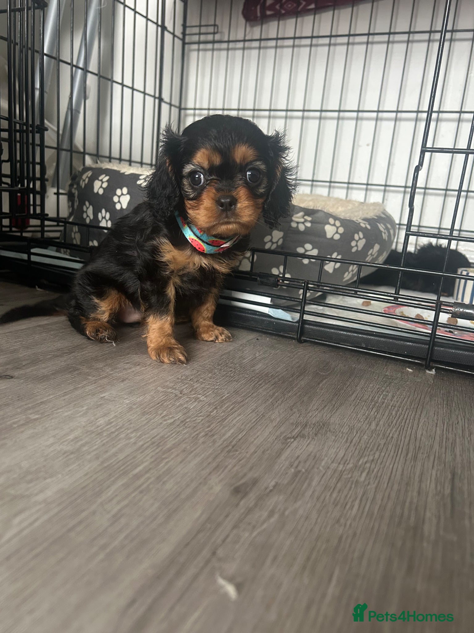 Cavalier King Charles Spaniel dogs One beautiful Black and Tan girl  - Advert 13