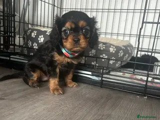 Cavalier King Charles Spaniel dogs One beautiful Black and Tan girl - Advert 13