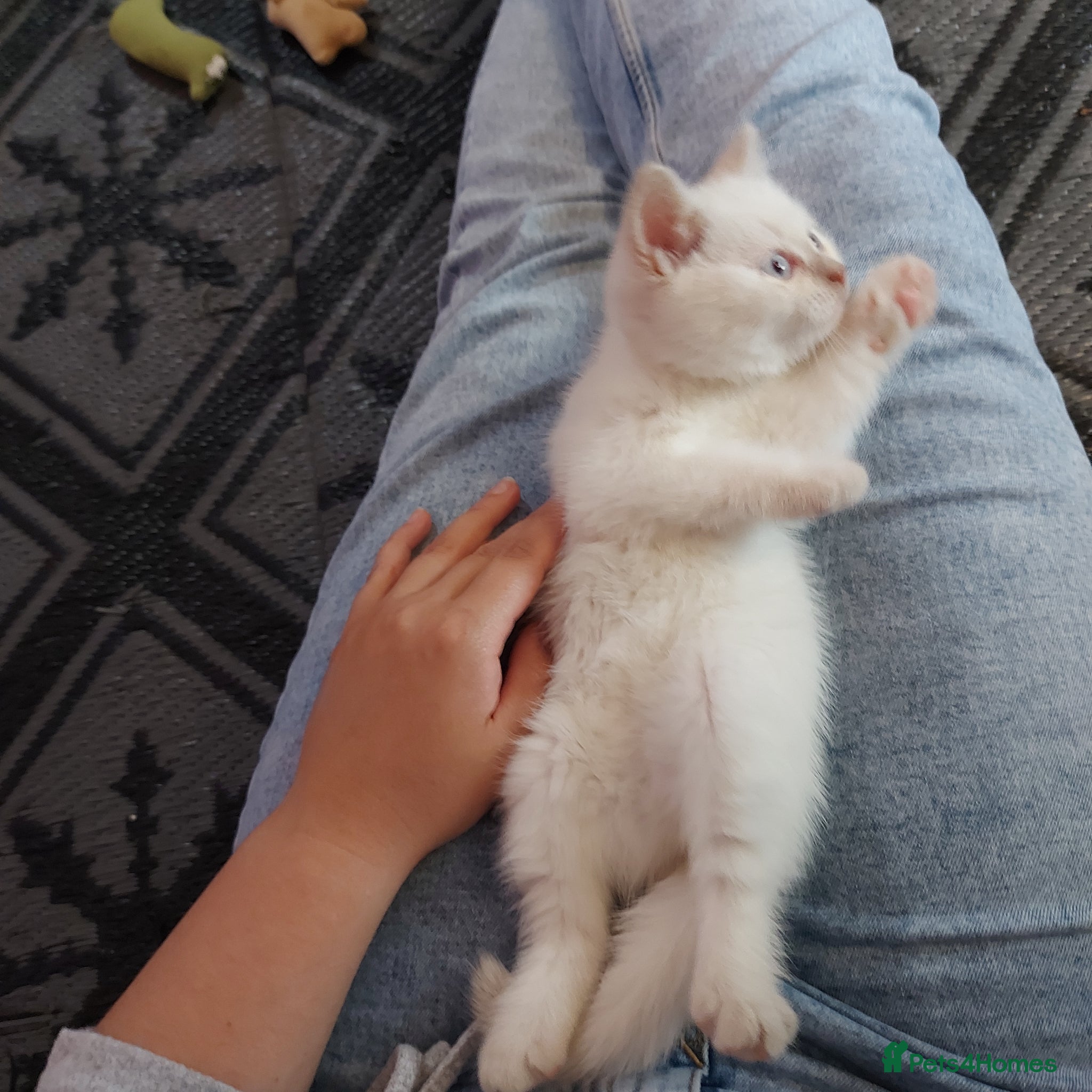 British Shorthair cats Bradford 4 british shorthair kittens ready  - Advert 2