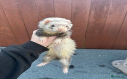 Ferret rodents for sale: 2 female and 1 male ferret - Image 2