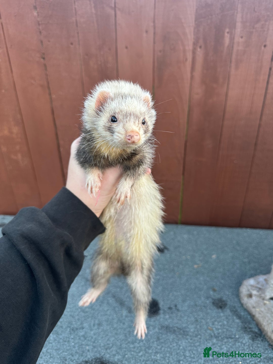 Ferret rodents for sale: 2 female and 1 male ferret - Image 2