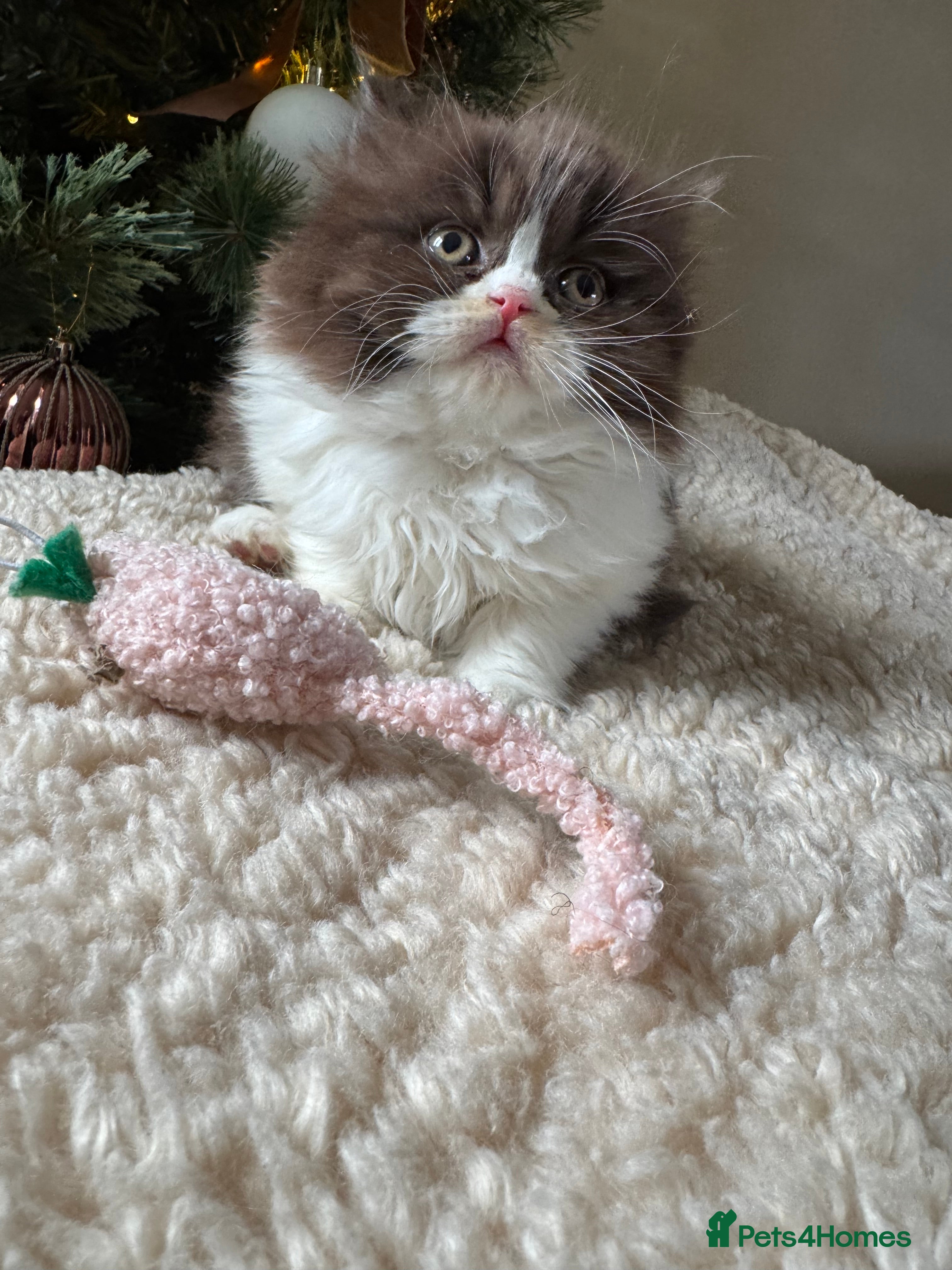 British Shorthair cats Exceptional British shorthair/long champion kitten - Advert 18