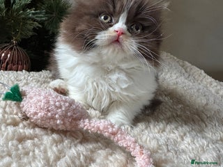 British Shorthair cats Exceptional British shorthair/long champion kitten - Advert 6