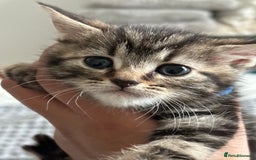 Maine Coon cats for sale: 🌟Adorable kittens now ready 4 forever home🌟 - Image 22