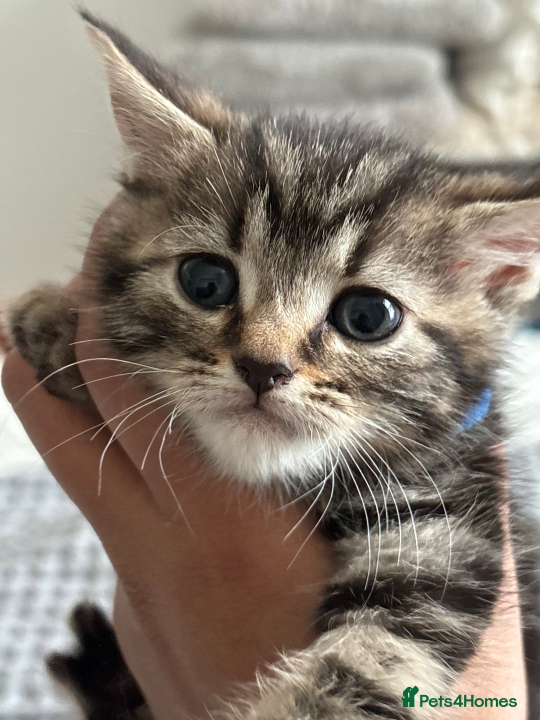 Maine Coon cats for sale: 🌟Adorable kittens now ready 4 forever home🌟 - Image 22