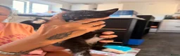 Ragdoll cats for sale: 4 beautiful ragdol x kittens  - Advert 12