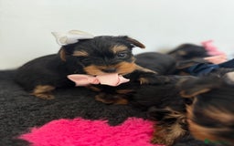 Yorkshire Terrier dogs for sale: Yorkshire Terrier Puppy 5 - 6 beautiful Yorkshire terriers  - Image 7