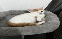 Mixed Breed cats for sale: orange and white kitten for sale  - Image 14