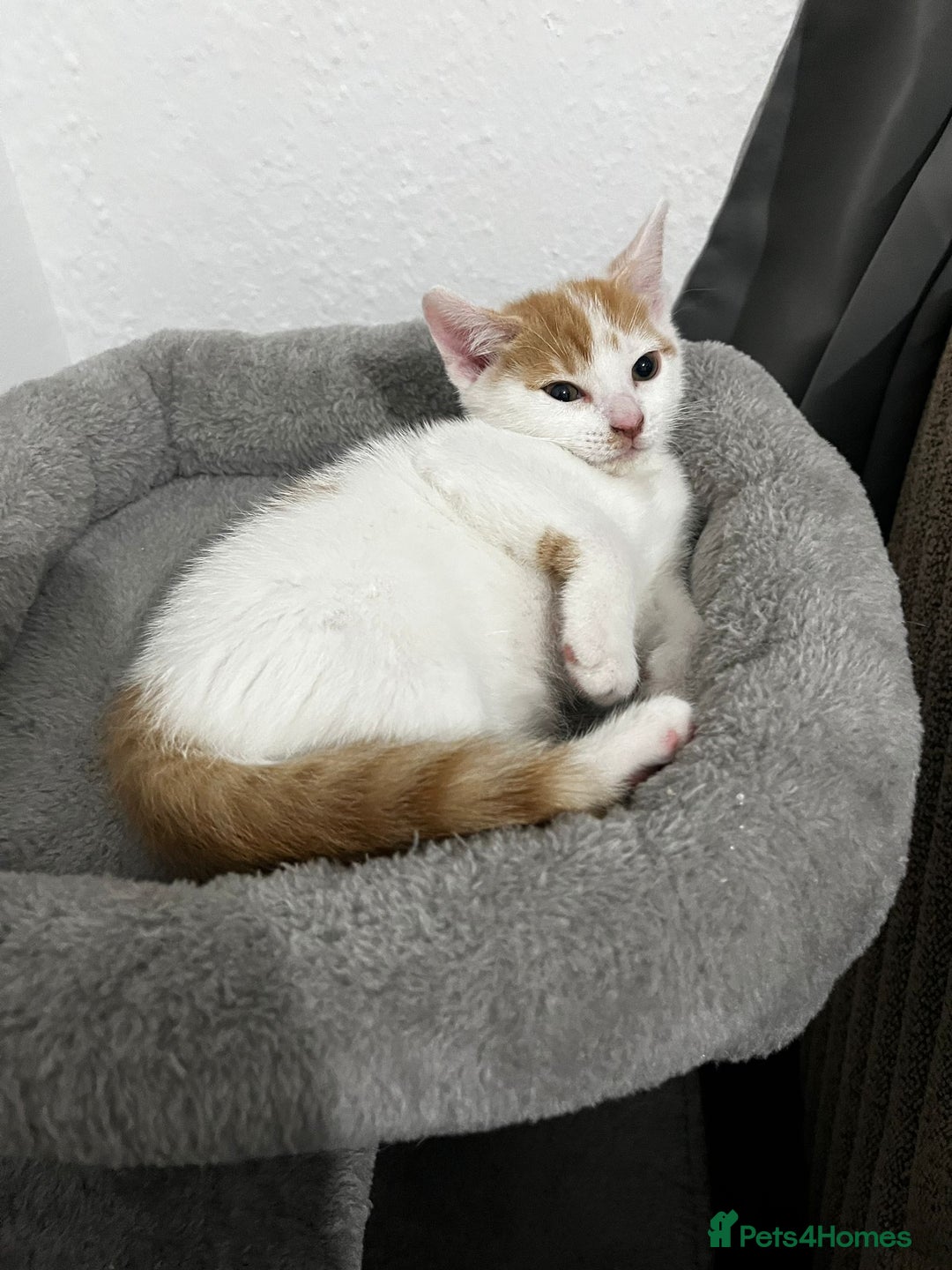 Mixed Breed cats for sale: orange and white kitten for sale  - Image 14