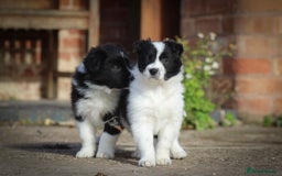 Border Collie dogs for sale: Border Collie Puppies for Sale - Image 1