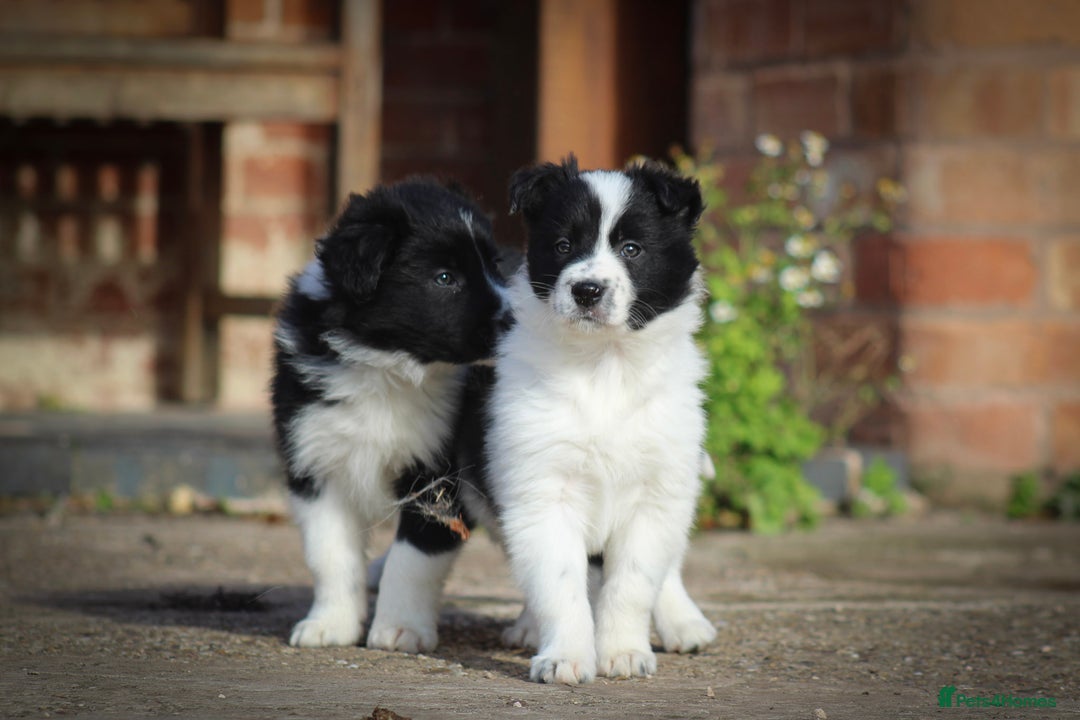 Border Collie dogs for sale: Border Collie Puppies for Sale - Image 1