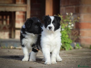 Border Collie dogs - Advert 6