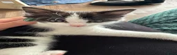 Mixed Breed cats for sale: Beautiful tuxedo kittens one boy and one girl  - Advert 6