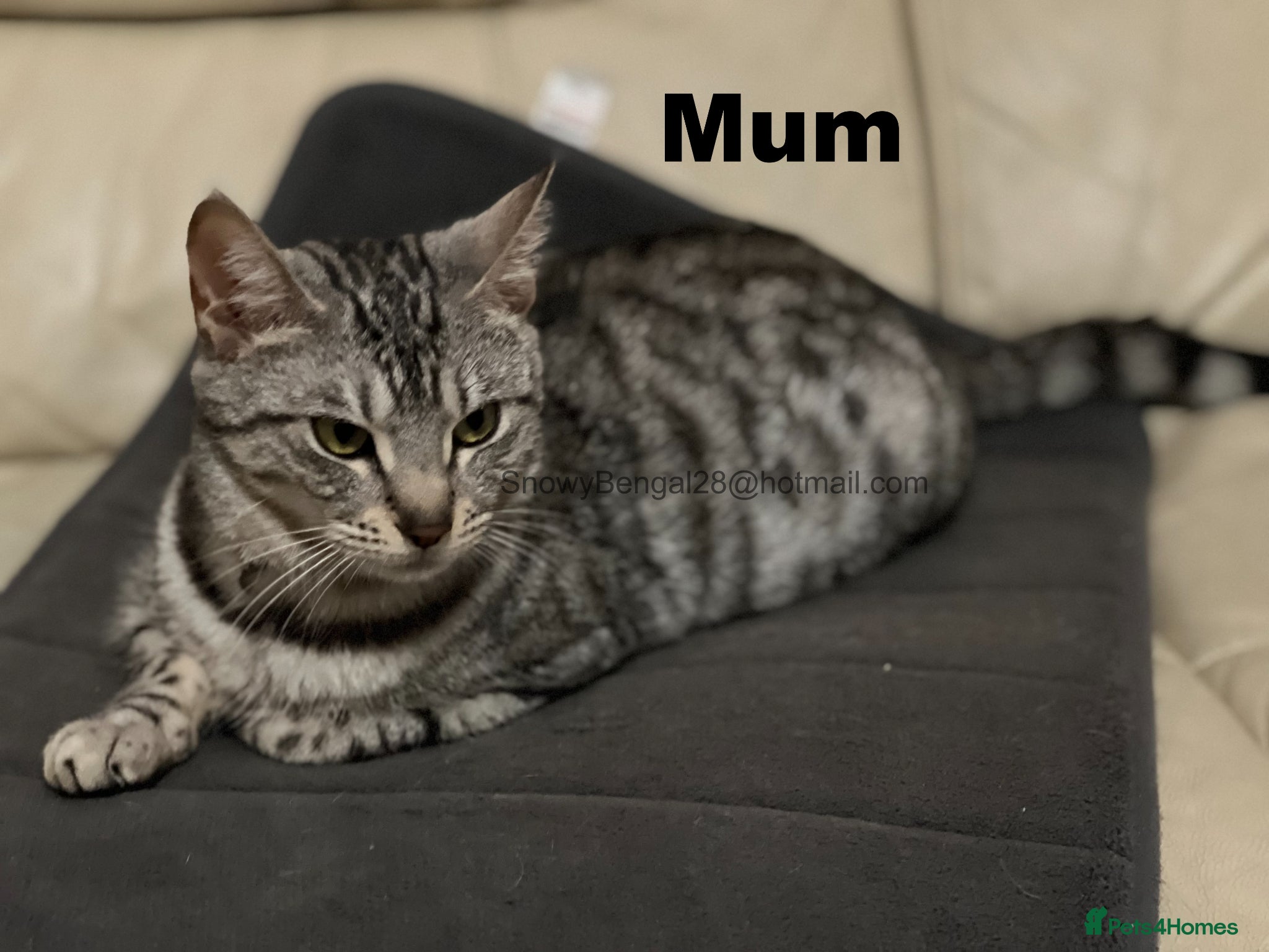 Mixed Breed cats Bengal/Maine coon hybrid silver and brown kittens - Advert 2