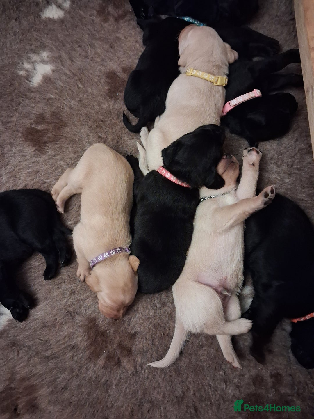 Labrador Retriever dogs for sale: Superb litter for working/competition/pet - Image 4