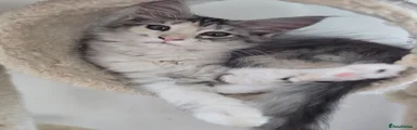 Maine Coon 5