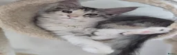 Maine Coon cats for sale: Beautiful TICA registered Maine Coon kitten's  - Advert 22