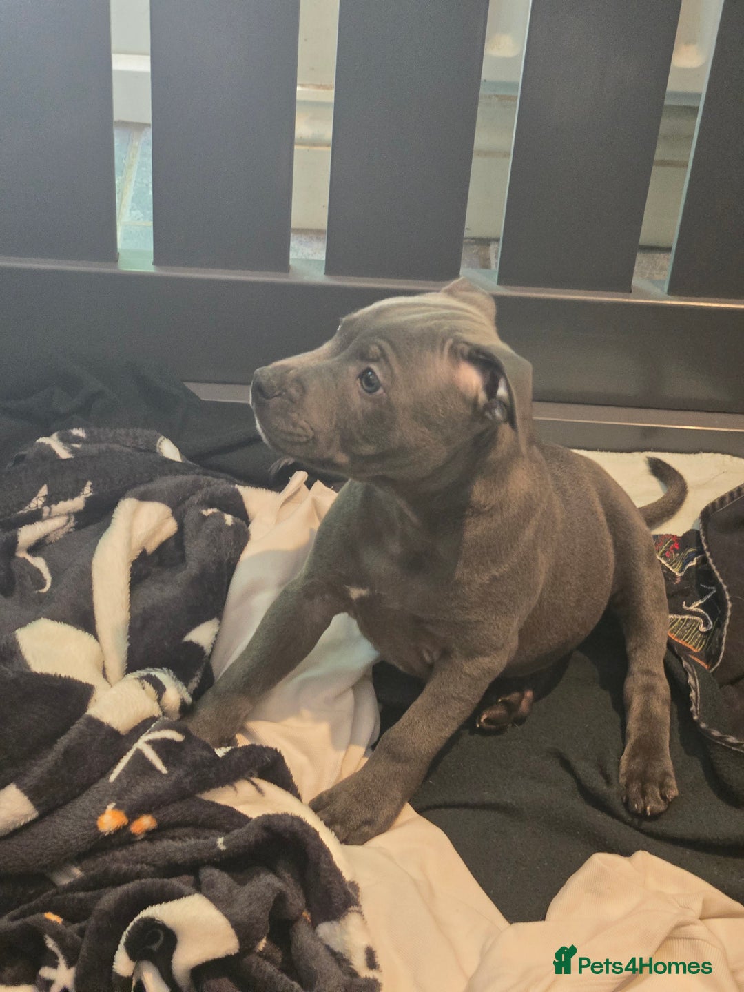 Staffordshire Bull Terrier dogs for sale: VERY RARE TOP QUALITY WHITE BLUE PIED STAFFORD BOY - Image 6