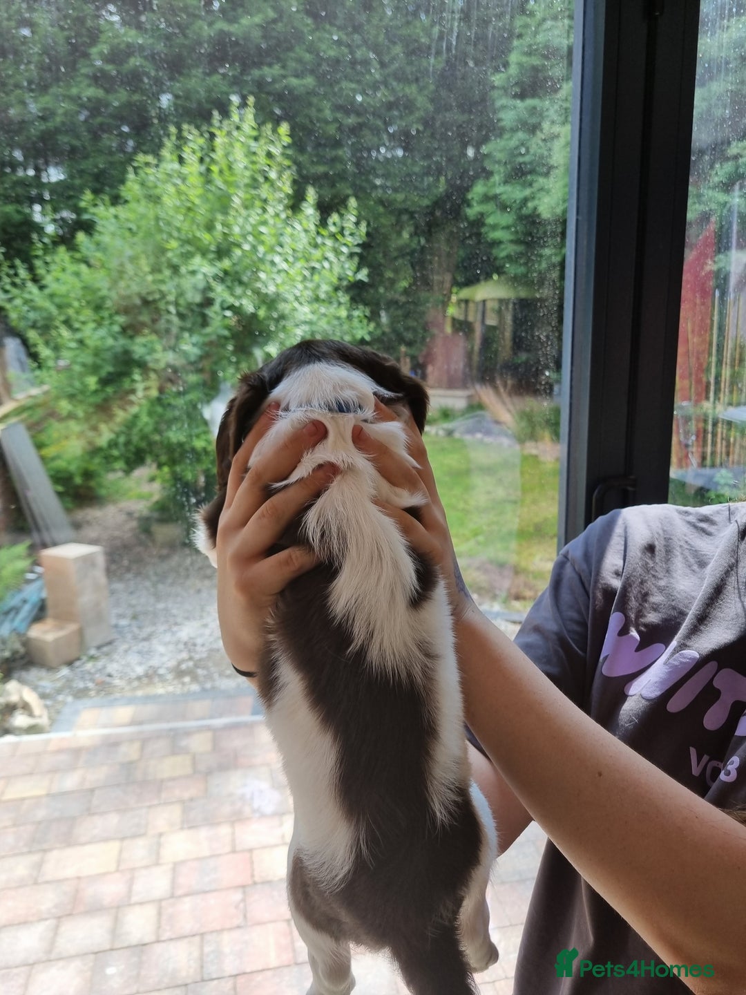 English Springer Spaniel dogs for sale: English springer spaniel puppies  - Image 9