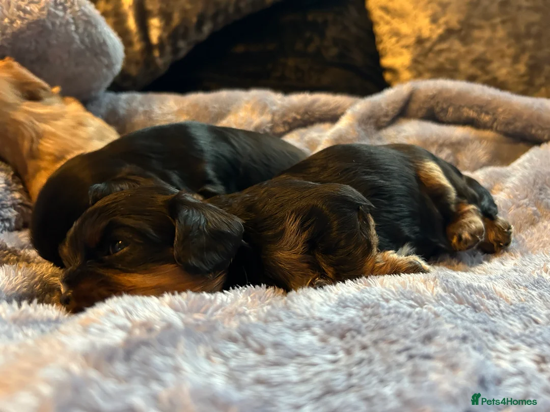 Cavalier King Charles Spaniel dogs for sale: Cavalier baby boy  - Advert 5