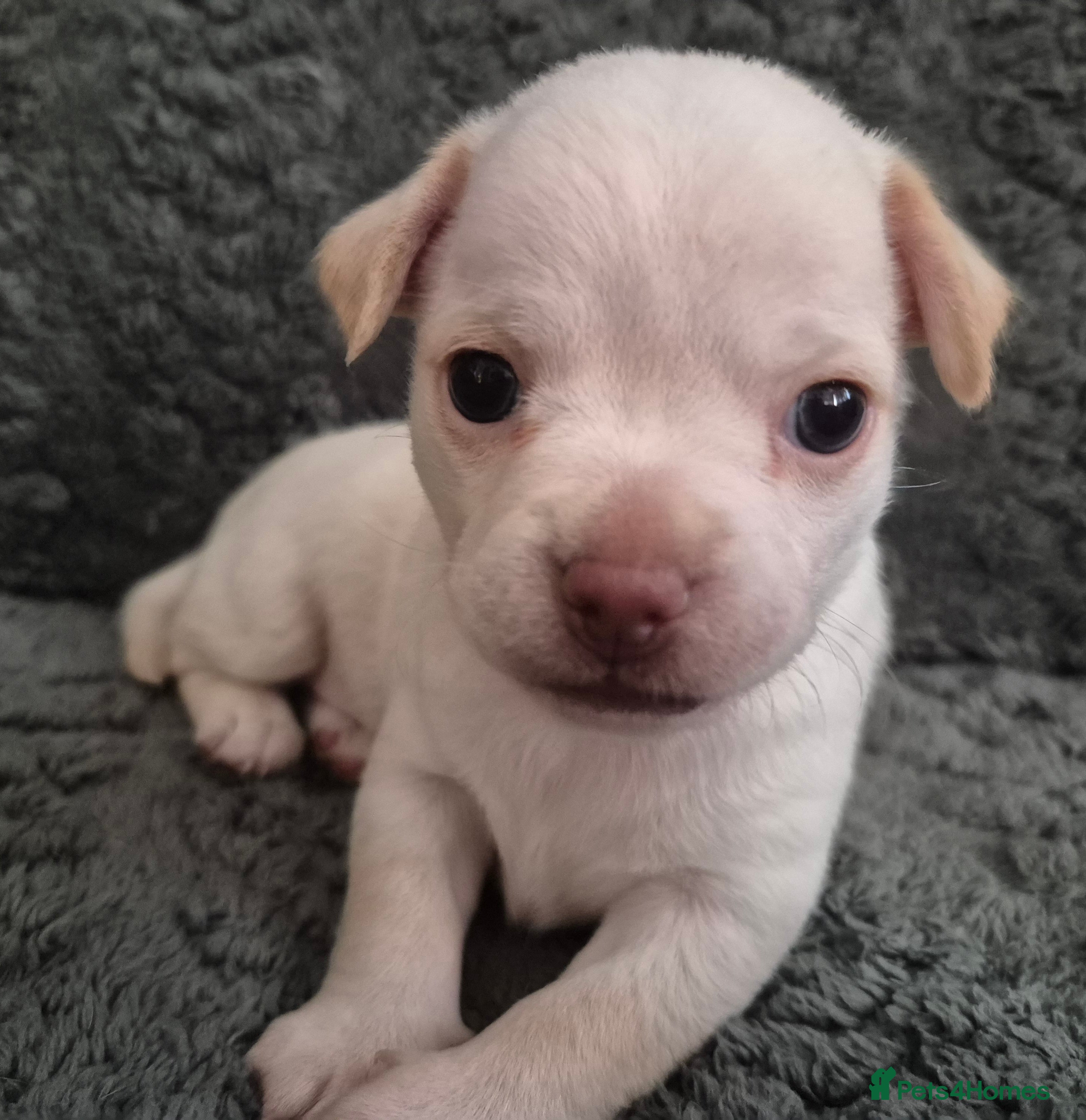 Chiweenie dogs Chihuahua × chiweenie puppy  - Advert 5