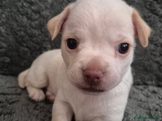 Chiweenie dogs Chihuahua × chiweenie puppy - Advert 1