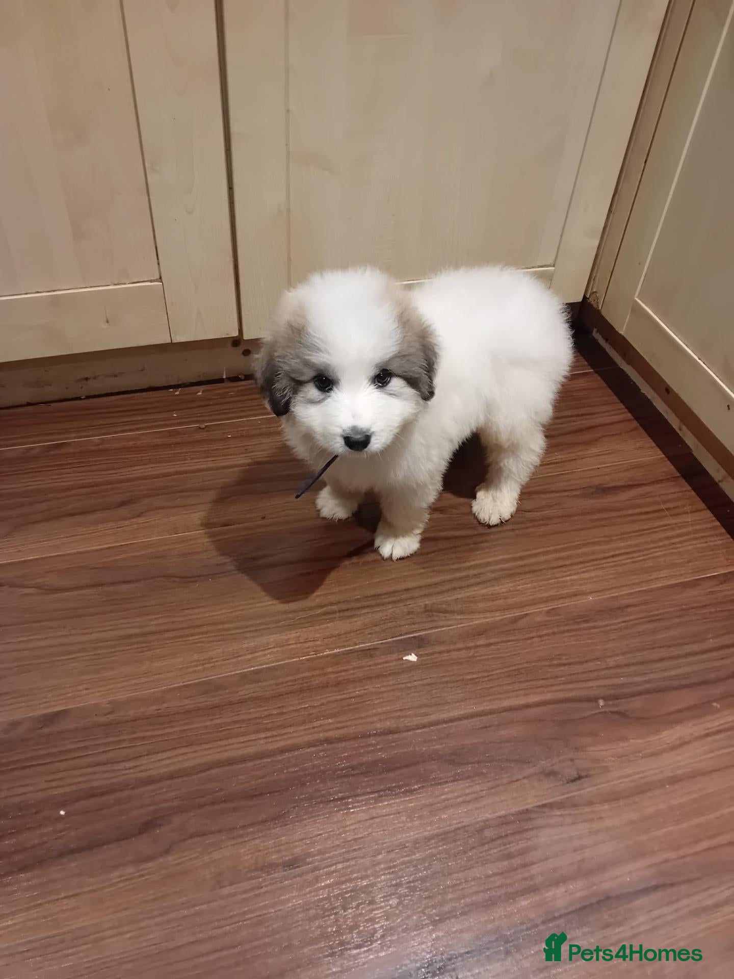Pyrenean Mountain Dog dogs Last boy & girl Kc registered pyrenean pups - Advert 6