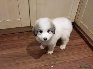 Pyrenean Mountain Dog dogs Last boy & girl Kc registered pyrenean pups - Advert 6