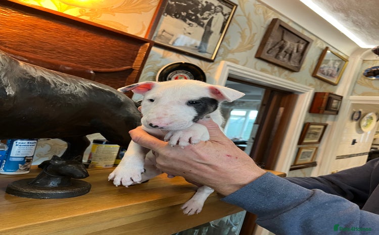 English Bull Terrier dogs - Advert 3