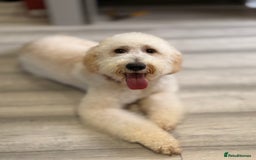 Irish Doodle dogs for sale: 10month Old Irish Doodle - Advert 4