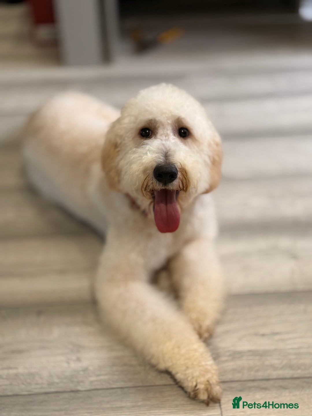 Irish Doodle dogs for sale: 10month Old Irish Doodle - Advert 4
