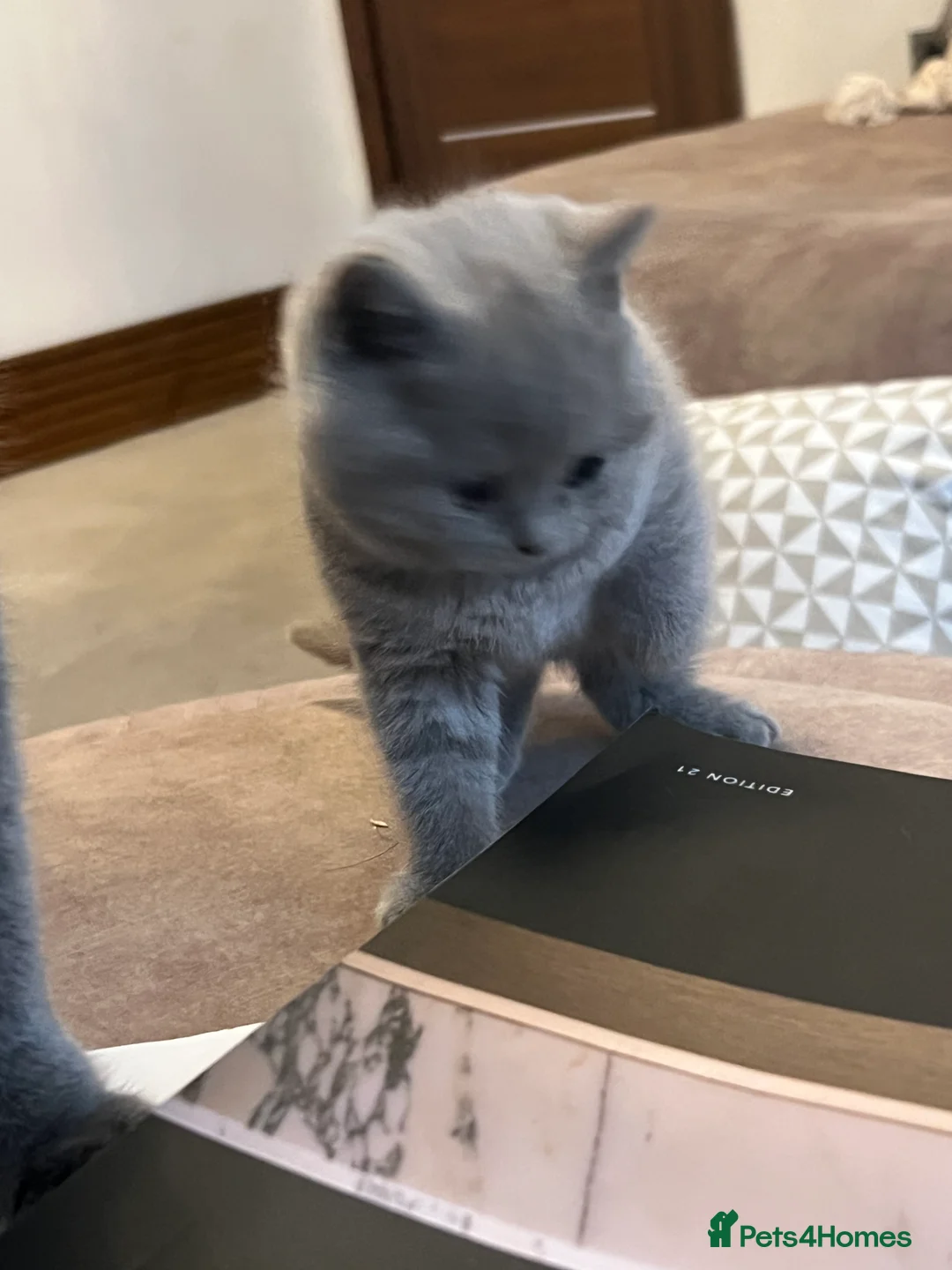 British Shorthair cats for sale: British Shorthair Kittens- ready on 14 Feb - Advert 8