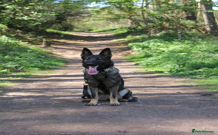 German Shepherd dogs - Advert 12