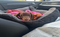 Miniature Dachshund dogs for sale:  Long-Haired Miniature Dachshund Puppy  - Image 3