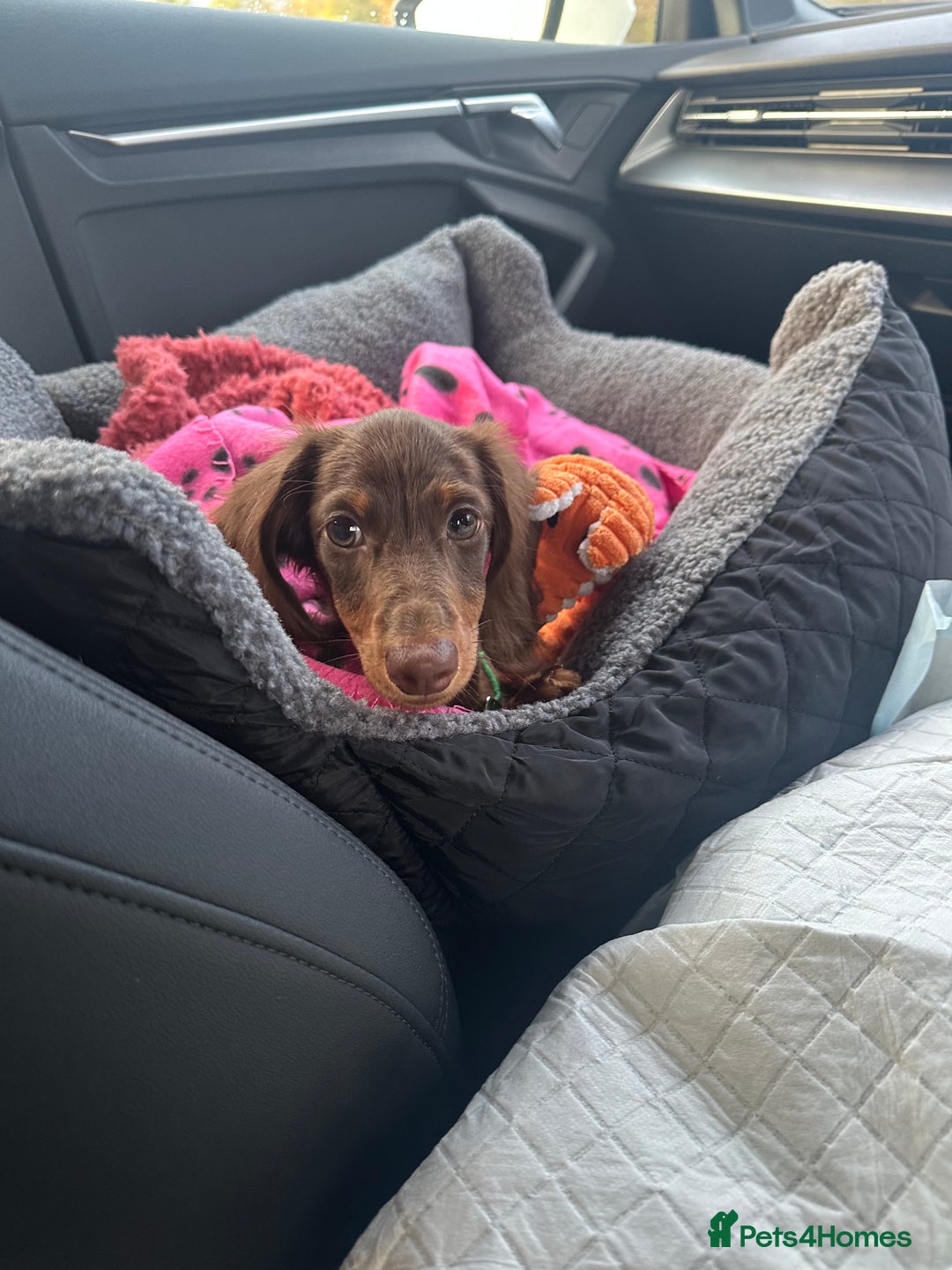 Miniature Dachshund dogs for sale:  Long-Haired Miniature Dachshund Puppy  - Image 3