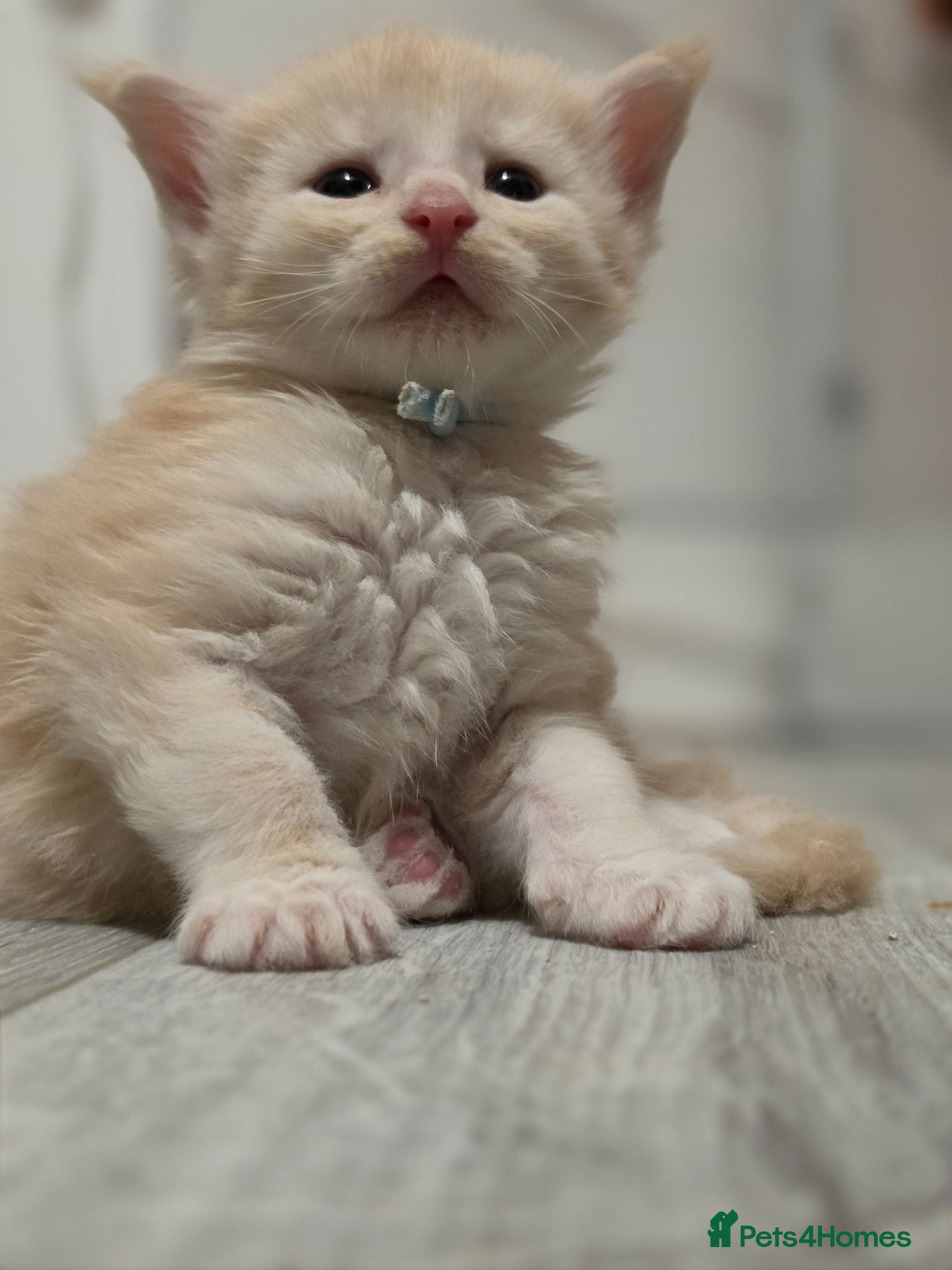 Maine Coon cats Beautiful TICA Registered Maine Coon Kittens - Advert 1