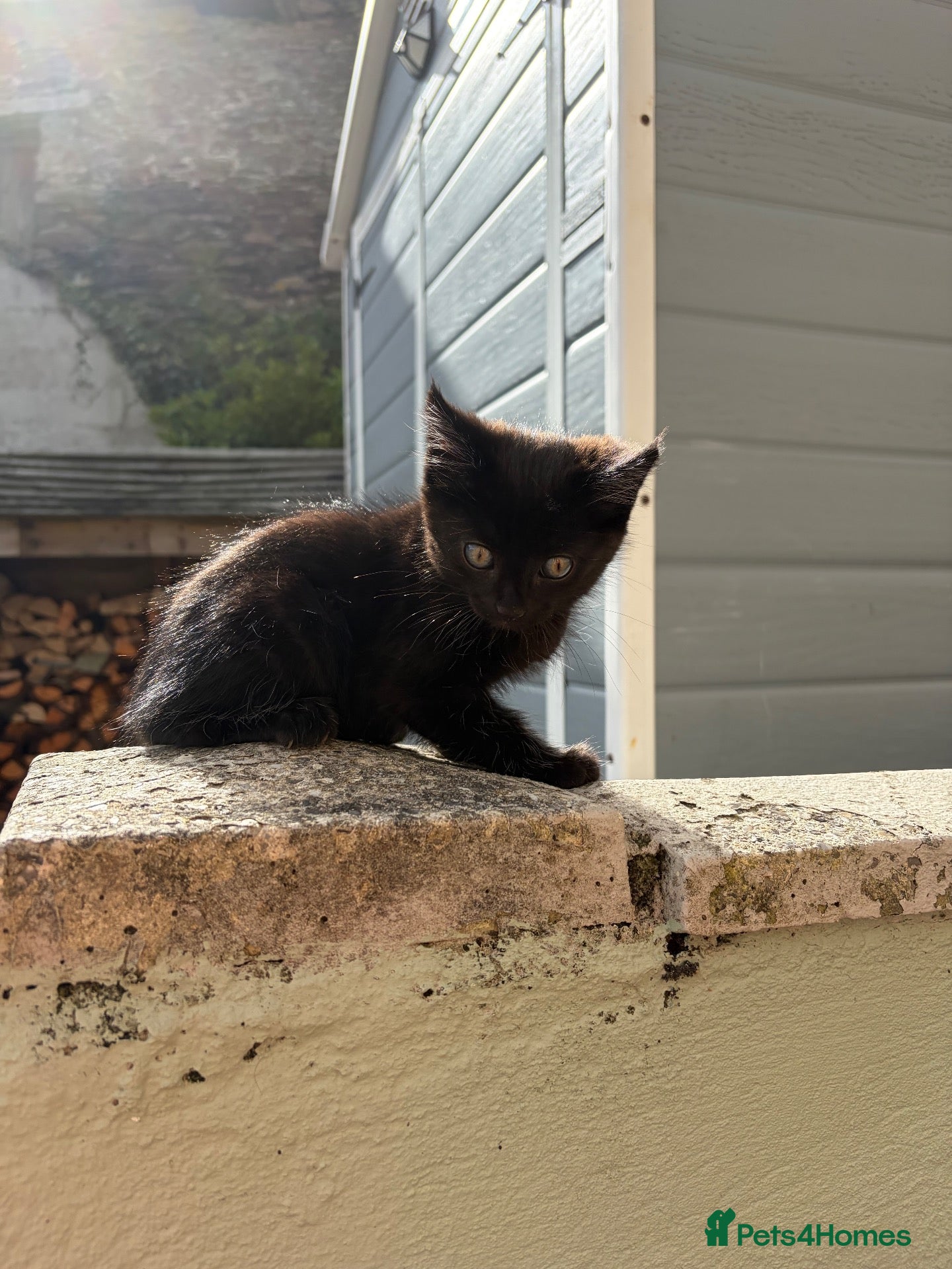 Mixed Breed cats Mixed Exotic Kittens - Advert 1