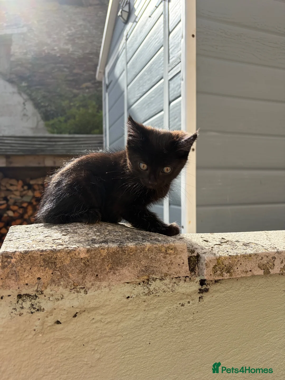 Mixed Breed cats for sale: Mixed Exotic Kittens - Advert 1