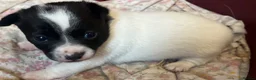 Jack Russell dogs for sale: 2 boy jack Russel  - Advert 13